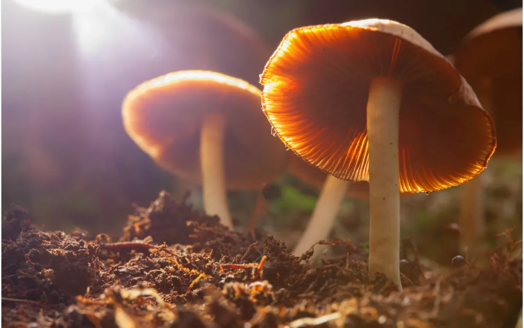 Shroom Packaging: Navigating This New Sector of Business Needs